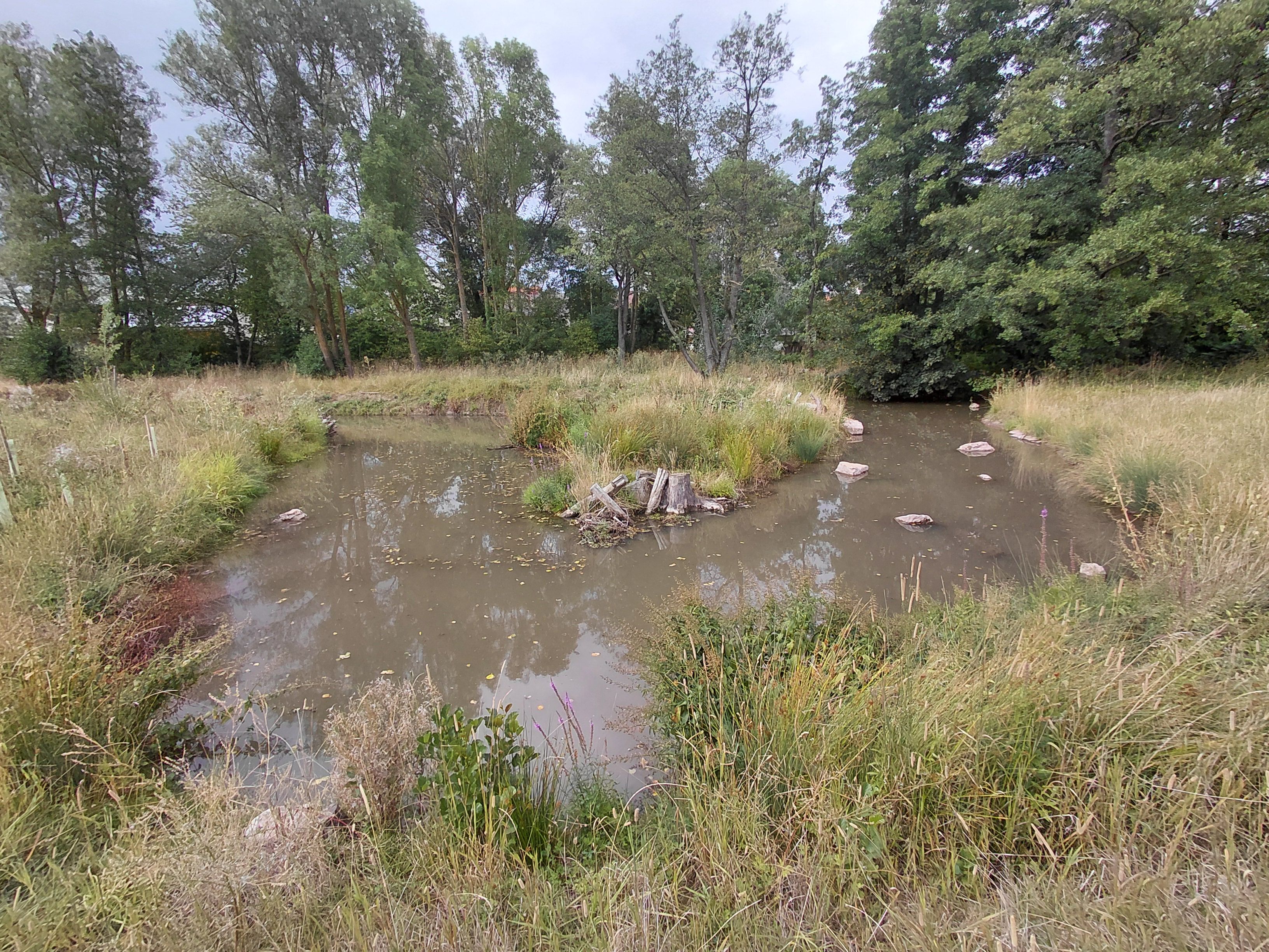 Fluss mit neu gestalteter Uferzone im Rahmen der Gewässerrenaturierung umgeben von Bäumen und Wiesen.