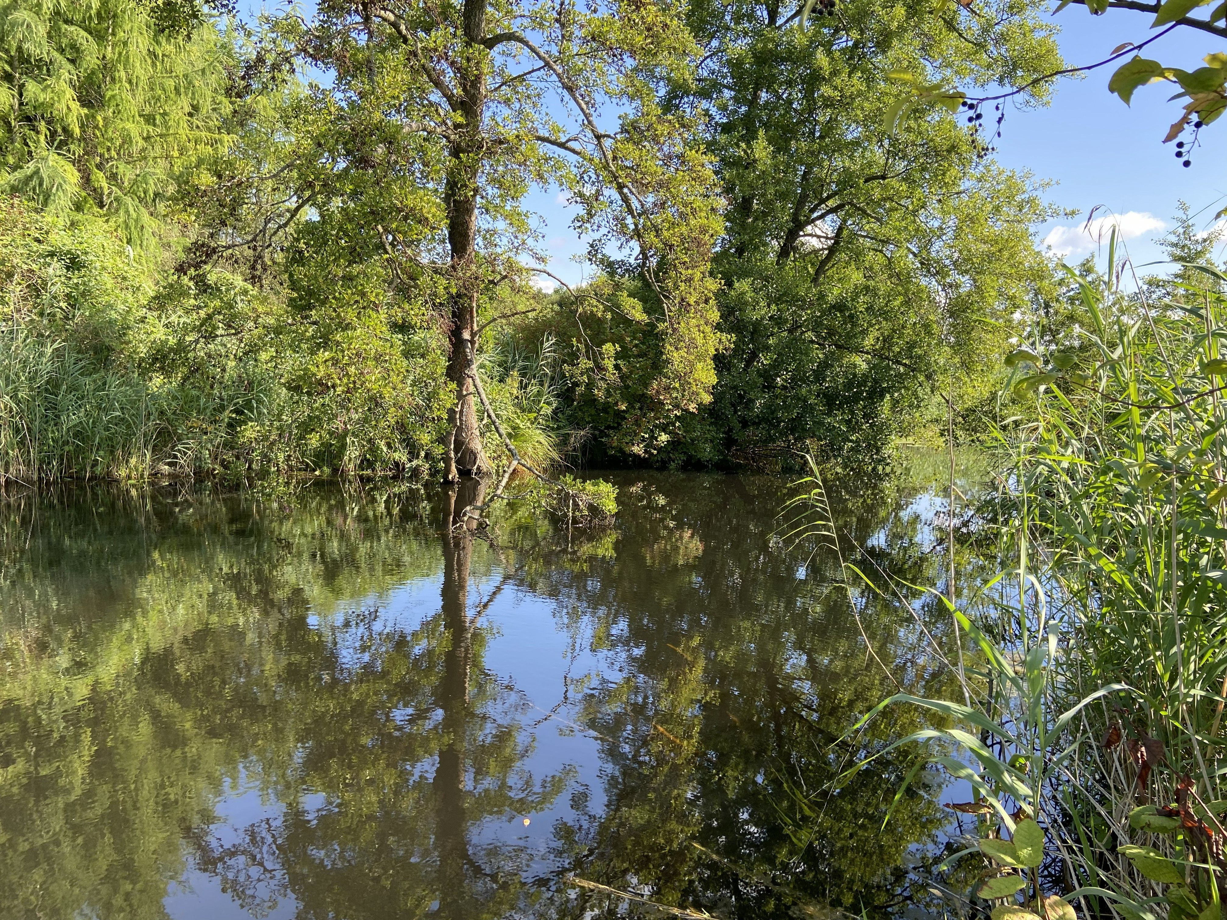 Fluss mit spiegelndem Wasser umgeben von dichtem Grün und Bäumen unter blauem Himmel