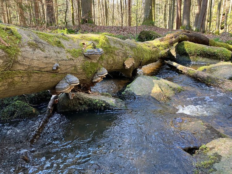 Bach mit fließendem Wasser, über das ein moosbedeckter Baumstamm mit Pilzen liegt, umgeben von Wald